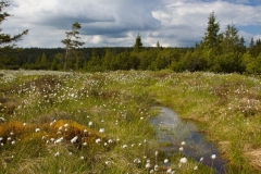 Mezihorska moor
