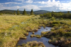 Jezerska moor