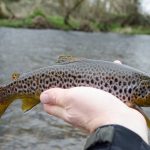 Trout of Liffey river