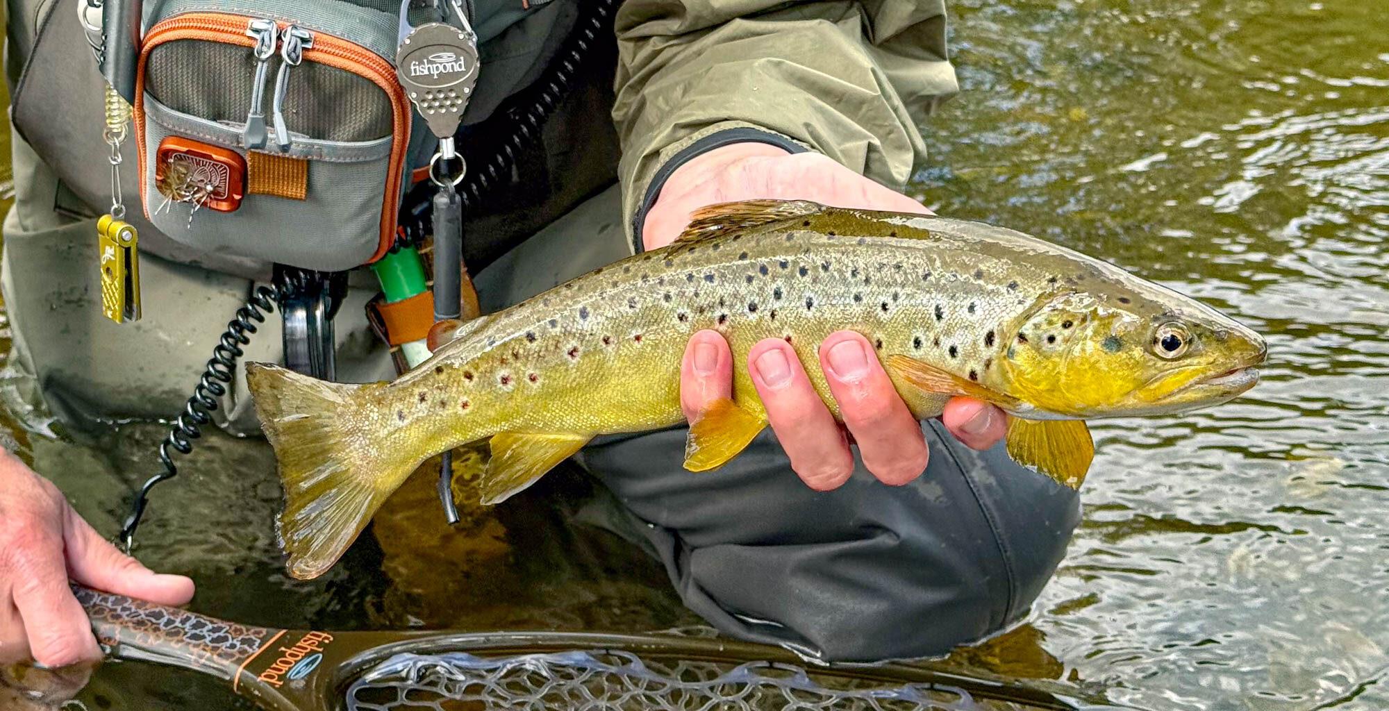 Brown Trout of Otava River